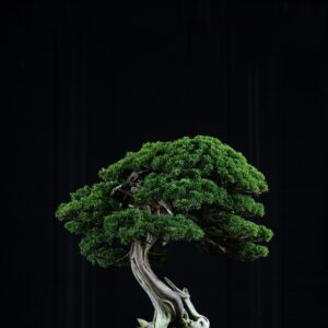 bonsai, plant, decoration