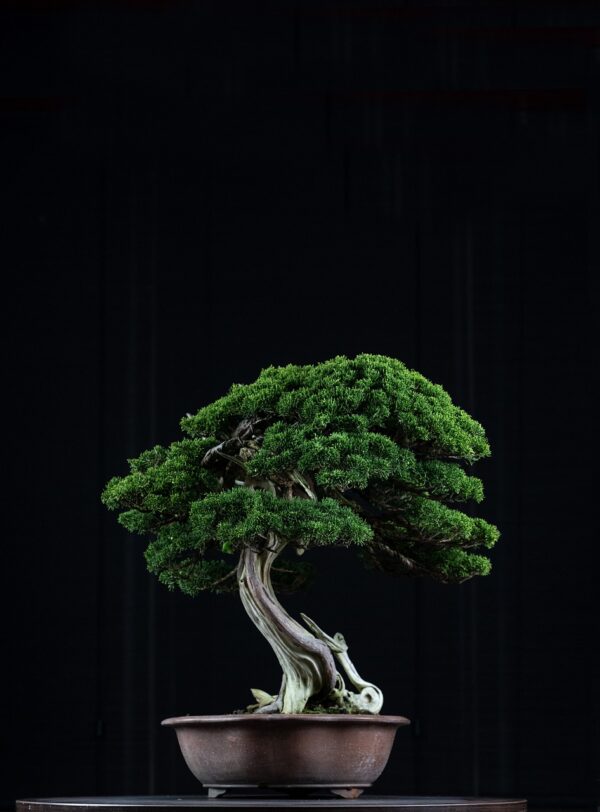 bonsai, plant, decoration